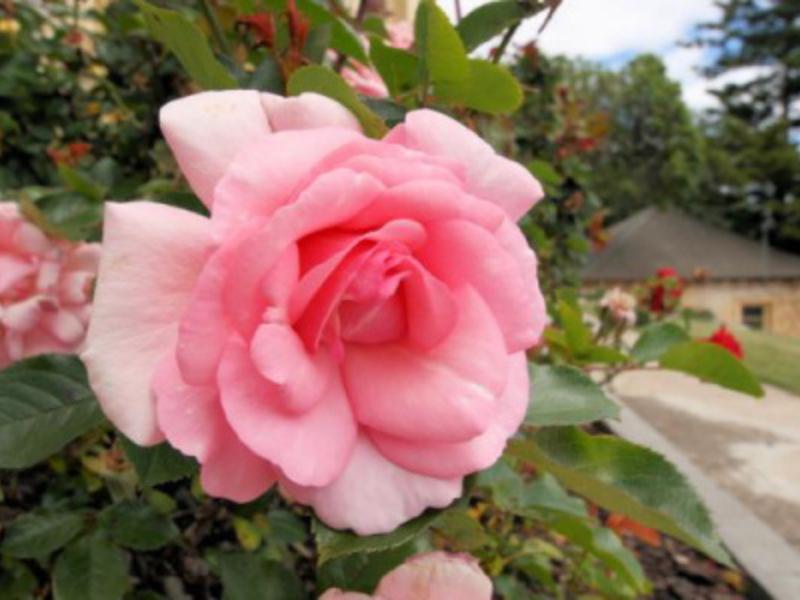 Waratah On York Hotel Launceston Buitenkant foto
